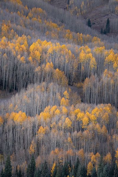 Jaynes Gallery 아티스트의 USA-Colorado-White River National Forest Aspen forest in autumn작품입니다.